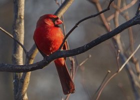 Cardinal6990Pweb.jpg