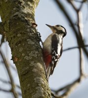 DSC_8215-DxO_Female_Great_spotted_woodpecker_vg_mc_U.jpg