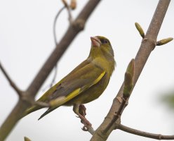 DSC_8325-DxO_greenfinch_vvg.jpg