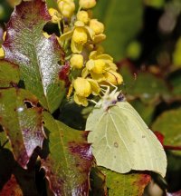 IMG_9796-DxO_brimstone_U_SH.jpg