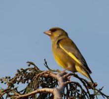 3Q7A2534-DxO_greenfinch_vg_dem.jpg