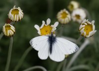 3Q7A2488-DxO_cabbage_white_butterfly.jpg