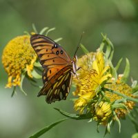 Agraulis vanillae - Gulf fritillary 2.jpg Agraulis vanillae - Gulf fritillary 2.jpg