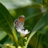 Brephidium exilis - Western pygmy blue 5.jpg