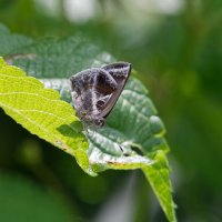 Strymon bazochii - The Smaller Lantana Butterfly 4.jpg