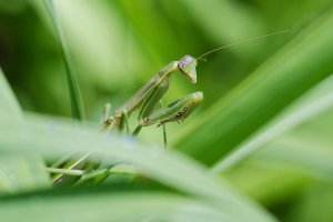 Tenodera aridifolia - Chinese Mantis 1.jpg