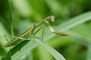 Tenodera aridifolia - Chinese Mantis 2.jpg