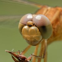 DSC_2253_DxO.jpg DSC_2253_DxO.jpg