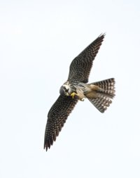 Hobby_Feeding_on_Dragonfly_3Q7A1814NN_.jpg