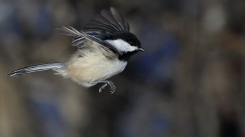 Chickadee Flight_s_24216.JPG