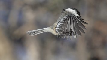 Chickadee Flight_s_24172.JPG