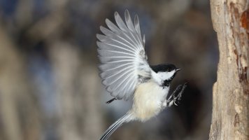 Chickadee landing_s_24166.JPG