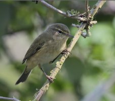 DSC_8819NN_Chiffchaff-smalljpg.jpg