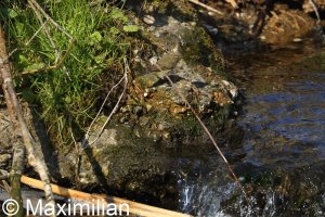 chiffchaff_or_willow_warbler.JPG