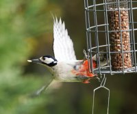 DSC_9308-DxO_woodpecker_flying_off_feeder.jpg