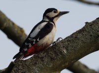 DSC_9328-DxO_great_spotted_woodpecker_on_tree_vs.jpg