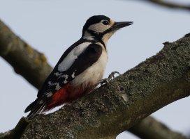 DSC_9328-DxO_great_spotted_woodpecker-ls-sharpen-stabilize(50-50).jpg