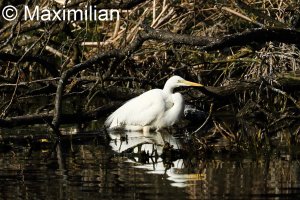 Egret_1.JPG