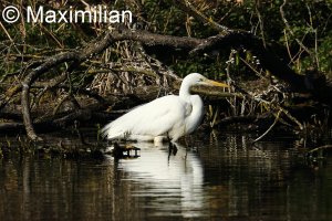 Egret_2.JPG