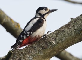 DSC_9328-DxO_Great_Spotted_woodpecker+1.7.jpg