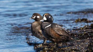 8E7A7128 - DxO Full Size Edit.jpg