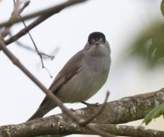 DSC_9905-DxO_male_blackcap-ls-ss.jpg
