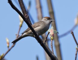 DSC_9901-DxO_female_blackcap-lsUpresSS.jpg