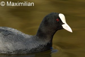 coot1.JPG
