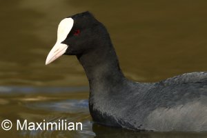coot2.JPG