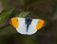 DSC_0074-DxO_male_orange_tipped_butterfly.jpg