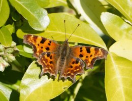 DSC_7033-DxO_comma_butterfly.jpg