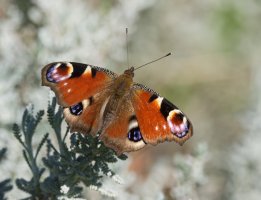 DSC_8149-DxO_peacock_butterfly.jpg