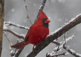 SnowCardinal7328HzWeb.jpg