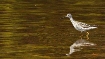 Greater Yellow-legs_1D4_s_16547.JPG