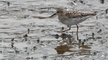 Sandpiper unknown_s_26508.JPG
