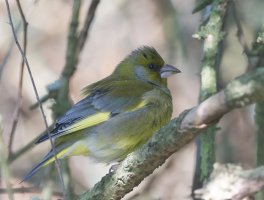 DSC_0247-DxO_Greenfinch_in_bush.jpg