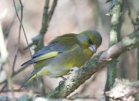 DSC_0243-DxO_Greenfinch_in_bush.jpg