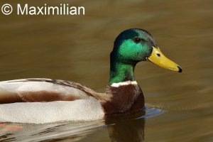 mallard1.JPG