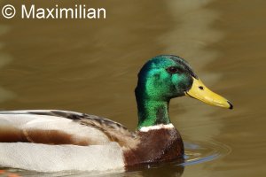 mallard2.JPG