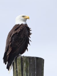 Bald Eagle_s_26752.JPG