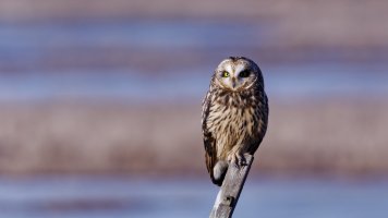 8E7A6131 - DxO Full Size Edit_cr.jpg