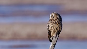 8E7A6132 - DxO Full Size Edit_cr.jpg