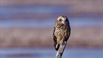 8E7A6133 - DxO Full Size Edit_cr.jpg