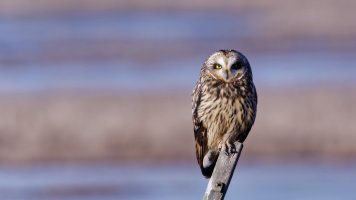 8E7A6138 - DxO Full Size Edit_cr.jpg