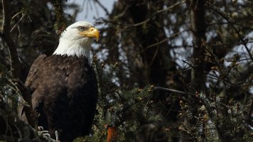 Bald Eagle_1D4_s_16753.JPG