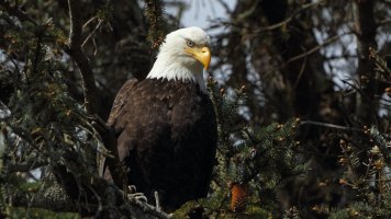 Bald Eagle_1D4_s_16759.JPG
