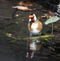 DSC_0225-DxO_Goldfinch_bathing_Narcissus.jpg