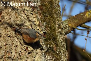 nuthatch_series_4.JPG