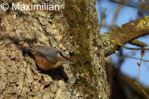 nuthatch_series_5.JPG