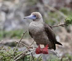 2B4A1070-DxO_red-footed_booby.jpg